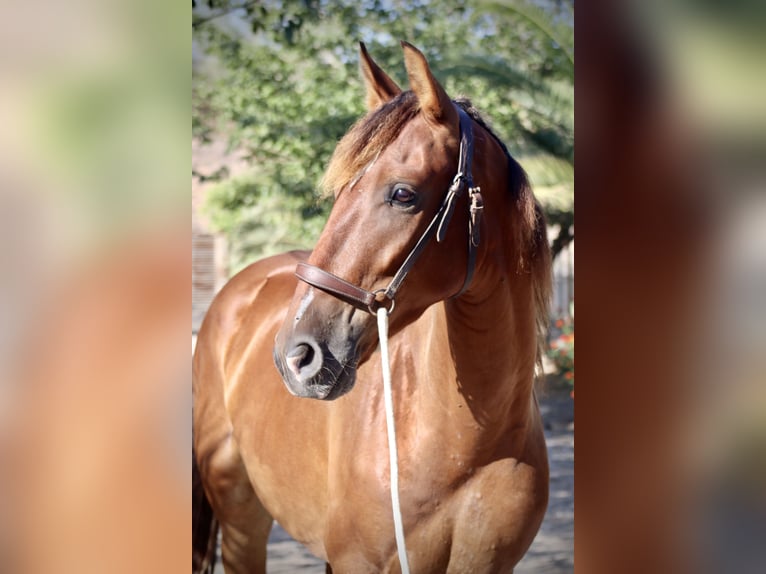 PRE Gelding 3 years 15 hh Brown in Monforte del Cid