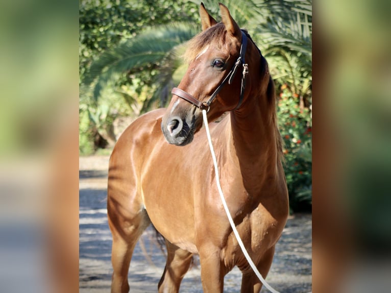 PRE Gelding 3 years 15 hh Brown in Monforte del Cid