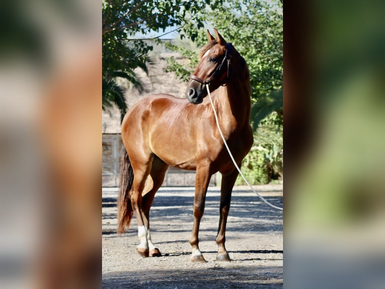 PRE Gelding 3 years 15 hh Brown in Monforte del Cid