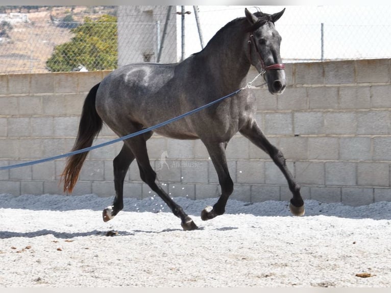 PRE Gelding 3 years 15 hh Gray in Provinz Granada