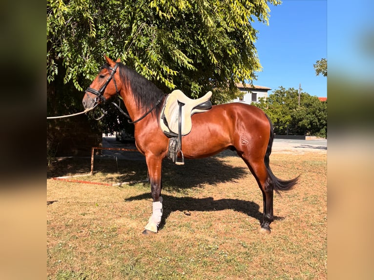 PRE Mix Gelding 3 years 15,1 hh Brown in Pamplona/Iru&#xF1;a