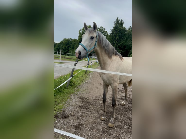 PRE Gelding 3 years 15,1 hh Brown Falb mold in Seeham
