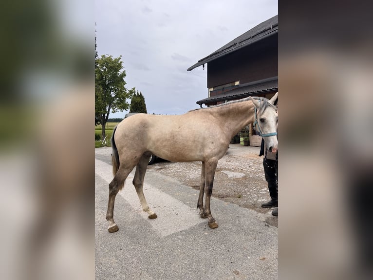 PRE Gelding 3 years 15,1 hh Brown Falb mold in Seeham