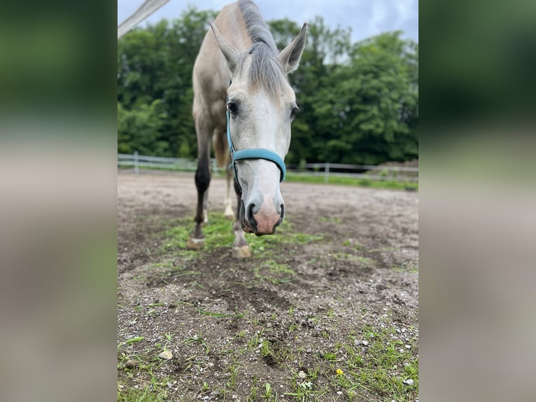 PRE Gelding 3 years 15,1 hh Brown Falb mold in Seeham