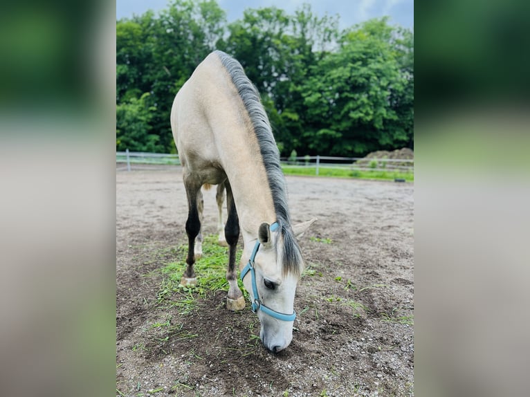 PRE Gelding 3 years 15,1 hh Brown Falb mold in Seeham