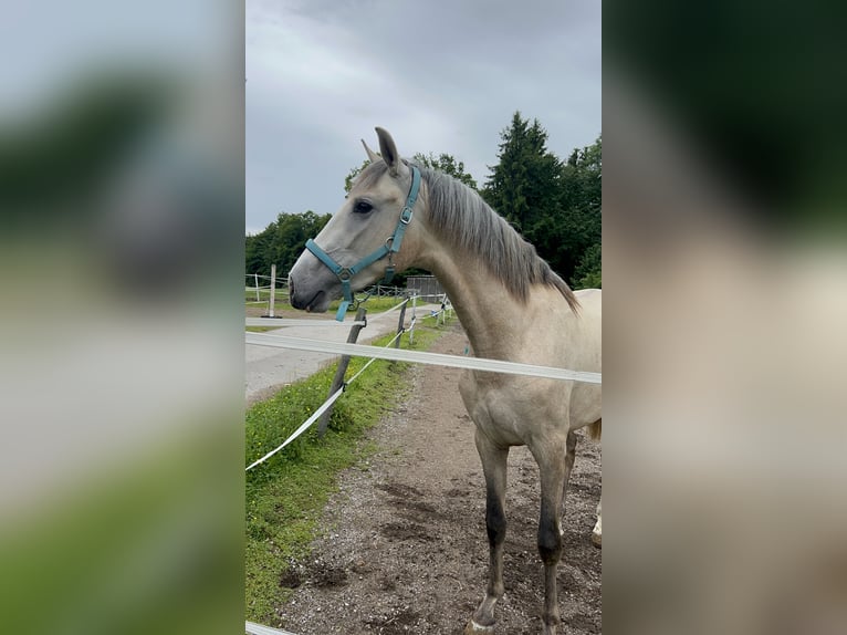 PRE Gelding 3 years 15,1 hh Brown Falb mold in Seeham