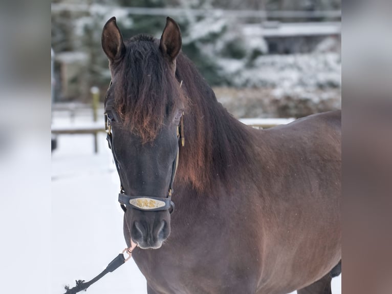 PRE Mix Gelding 3 years 15,1 hh Chestnut in Neustadt (Wied)