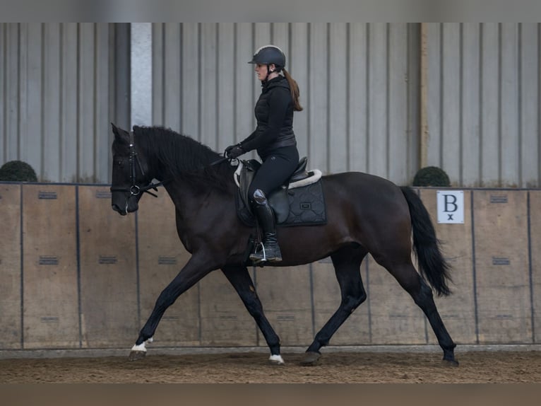 PRE Gelding 3 years 15,1 hh Chestnut in Neustadt (Wied)