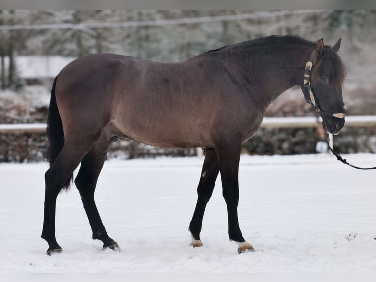 PRE Mix Gelding 3 years 15,1 hh Chestnut in Neustadt (Wied)