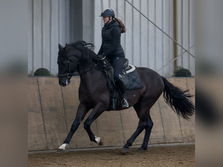 PRE Gelding 3 years 15,1 hh Chestnut in Neustadt (Wied)