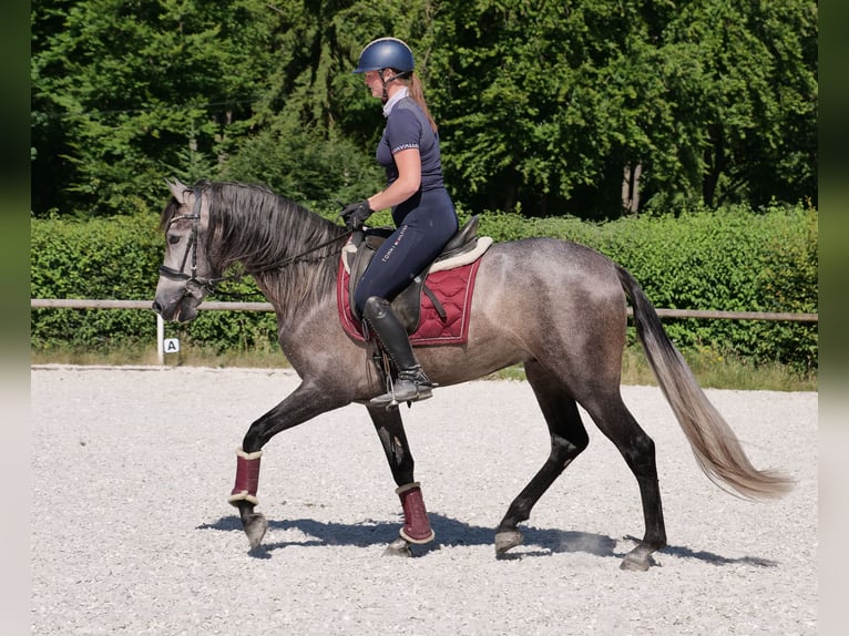 PRE Mix Gelding 3 years 15,1 hh Gray-Blue-Tan in Neustadt (Wied)