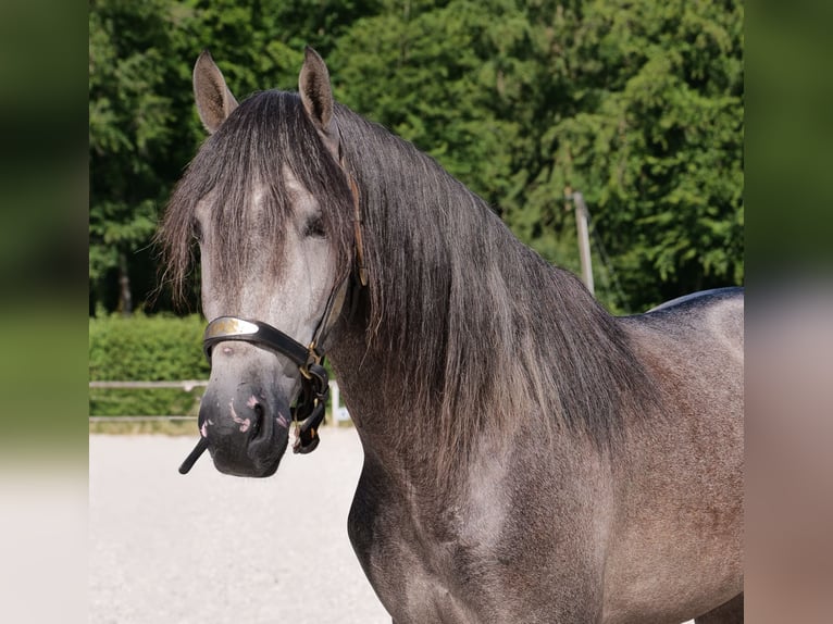 PRE Mix Gelding 3 years 15,1 hh Gray-Blue-Tan in Neustadt (Wied)
