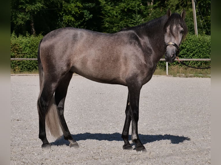 PRE Mix Gelding 3 years 15,1 hh Gray-Blue-Tan in Neustadt (Wied)