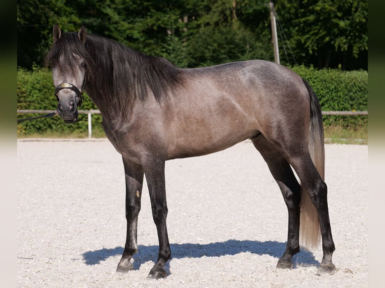 PRE Mix Gelding 3 years 15,1 hh Gray-Blue-Tan in Neustadt (Wied)