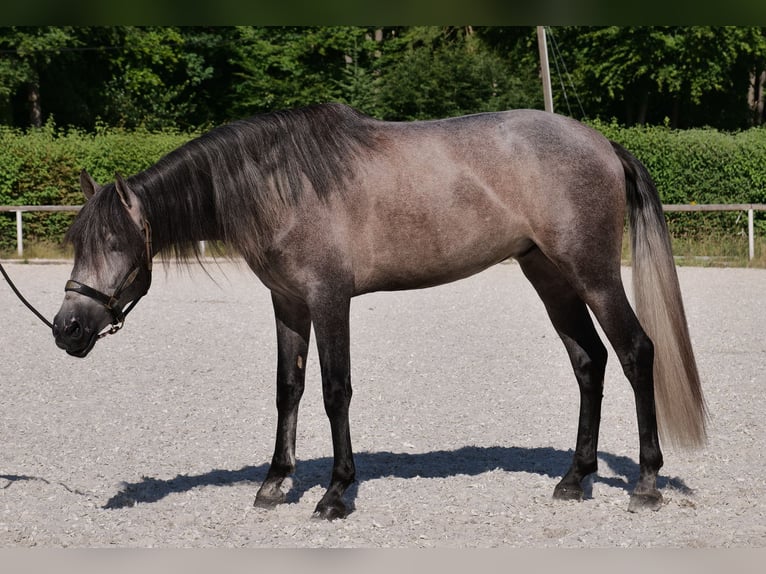 PRE Mix Gelding 3 years 15,1 hh Gray-Blue-Tan in Neustadt (Wied)