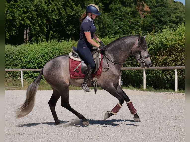 PRE Mix Gelding 3 years 15,1 hh Gray-Blue-Tan in Neustadt (Wied)