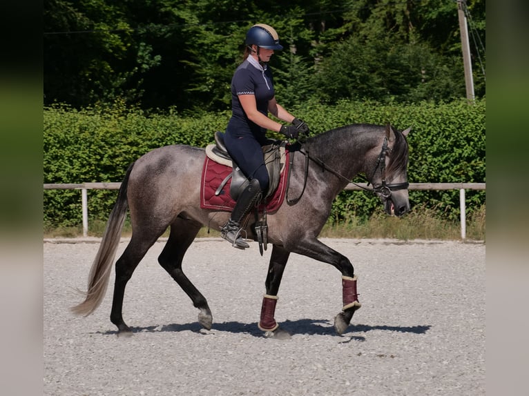 PRE Mix Gelding 3 years 15,1 hh Gray-Blue-Tan in Neustadt (Wied)