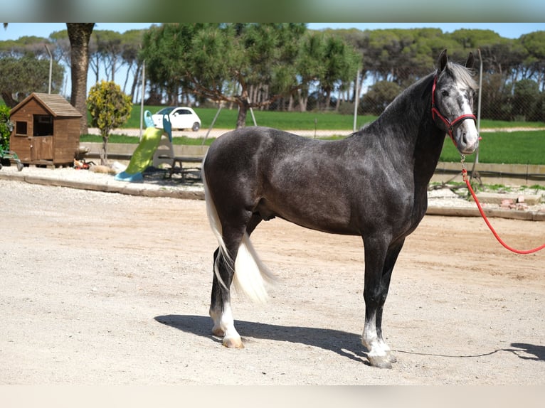 PRE Mix Gelding 3 years 15,1 hh Gray-Dapple in Hamburg