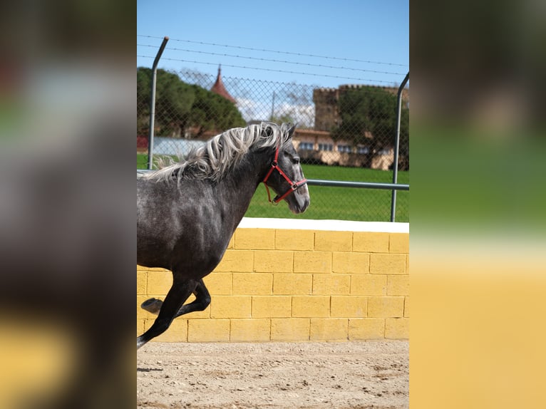 PRE Mix Gelding 3 years 15,1 hh Gray-Dapple in Hamburg