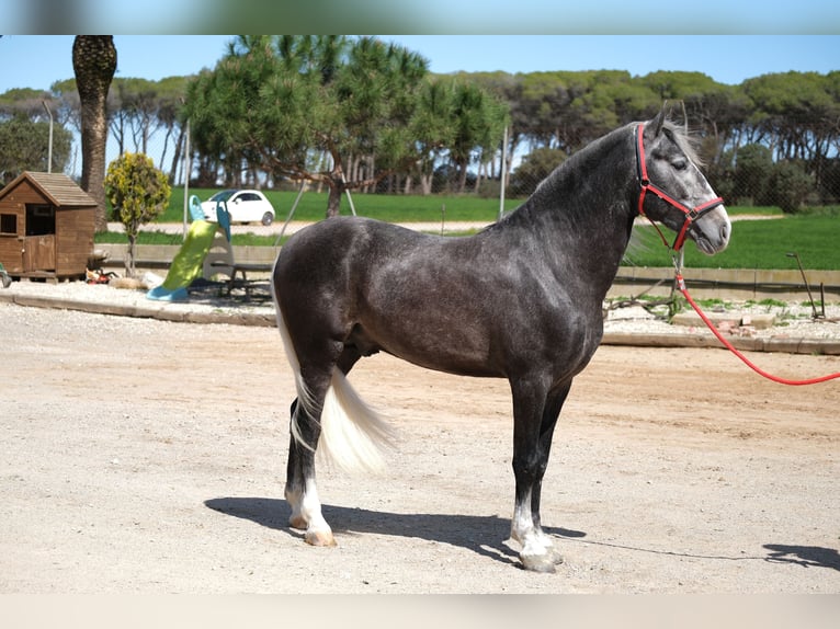 PRE Mix Gelding 3 years 15,1 hh Gray-Dapple in Hamburg
