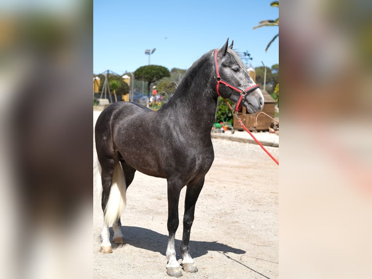 PRE Mix Gelding 3 years 15,1 hh Gray-Dapple in Hamburg