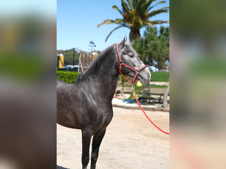 PRE Mix Gelding 3 years 15,1 hh Gray-Dapple in Hamburg