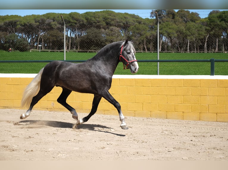 PRE Mix Gelding 3 years 15,1 hh Gray-Dapple in Hamburg