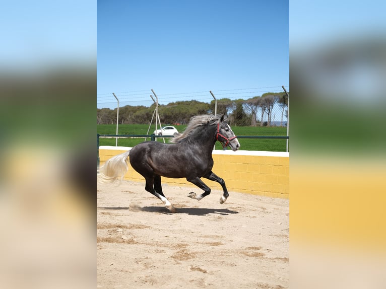 PRE Mix Gelding 3 years 15,1 hh Gray-Dapple in Hamburg
