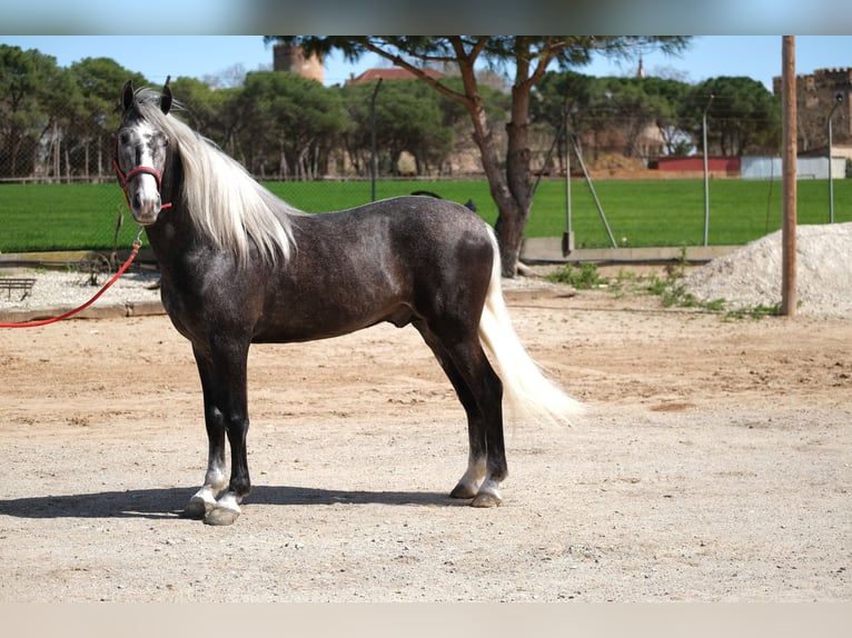PRE Mix Gelding 3 years 15,1 hh Gray-Dapple in Hamburg