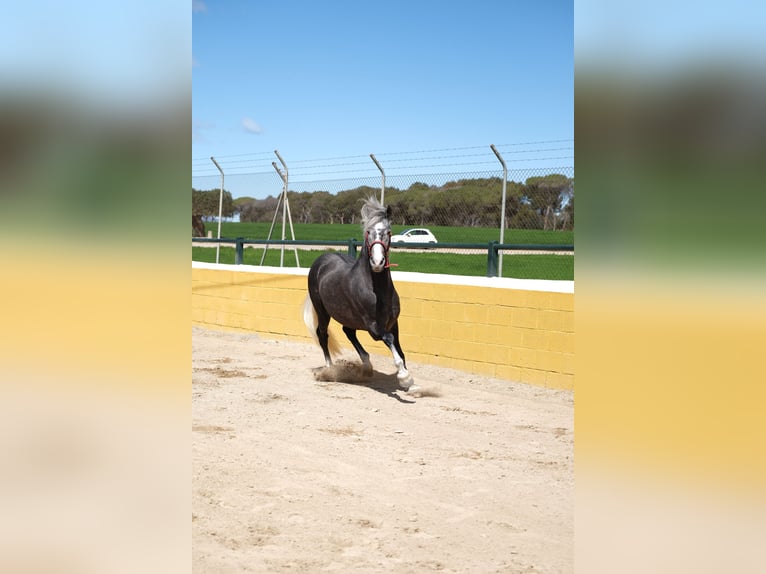 PRE Mix Gelding 3 years 15,1 hh Grey-Dapple in Hamburg