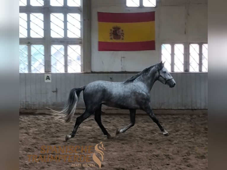 PRE Mix Gelding 3 years 15,1 hh Grey in Stipsdorf