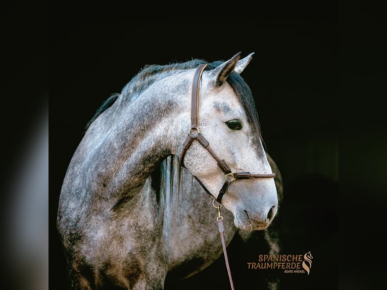 PRE Mix Gelding 3 years 15,1 hh Grey in Stipsdorf