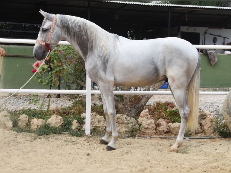 PRE Mix Gelding 3 years 15,1 hh Grey in Provinz Malaga