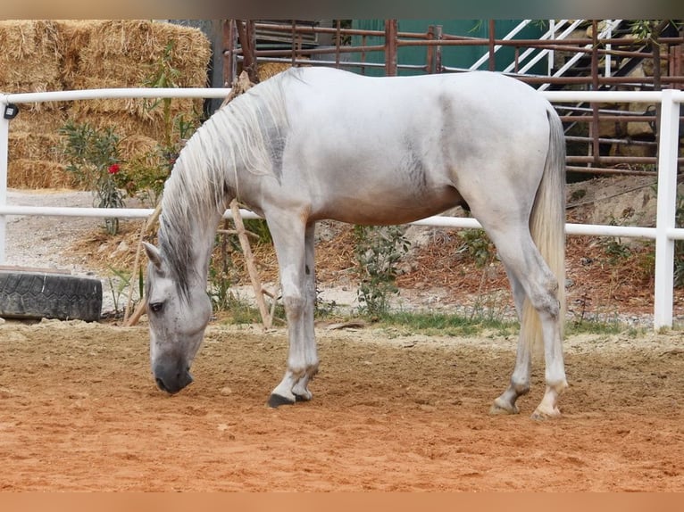 PRE Mix Gelding 3 years 15,1 hh Grey in Provinz Malaga