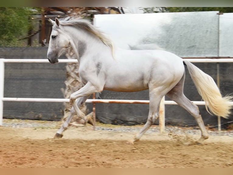 PRE Mix Gelding 3 years 15,1 hh Grey in Provinz Malaga