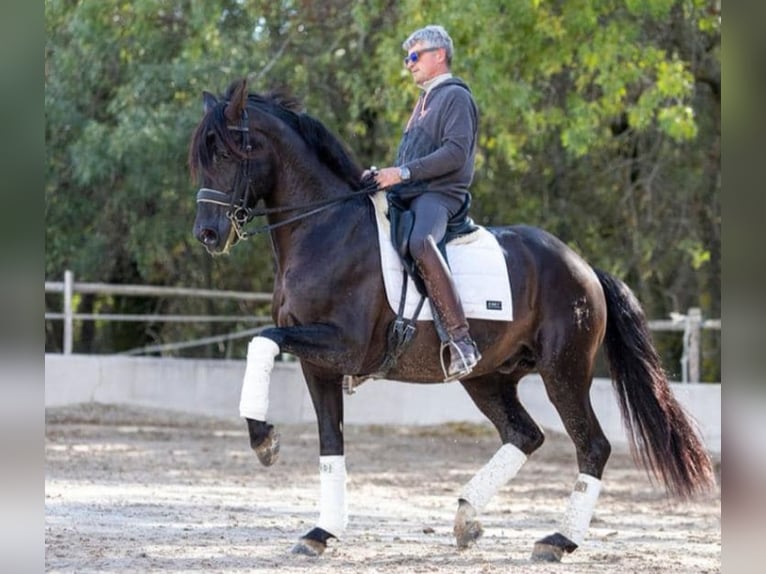 PRE Gelding 3 years 15,2 hh Black in Bilbao