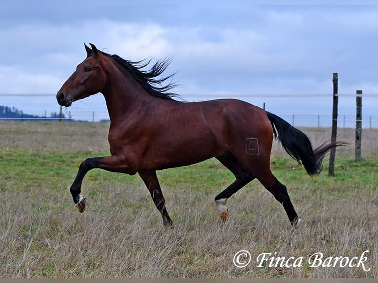 PRE Mix Gelding 3 years 15,2 hh Brown in Wiebelsheim