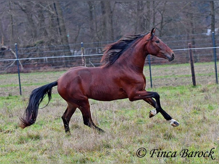 PRE Mix Gelding 3 years 15,2 hh Brown in Wiebelsheim