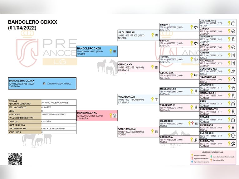 PRE Mix Gelding 3 years 15,2 hh Brown in Wiebelsheim