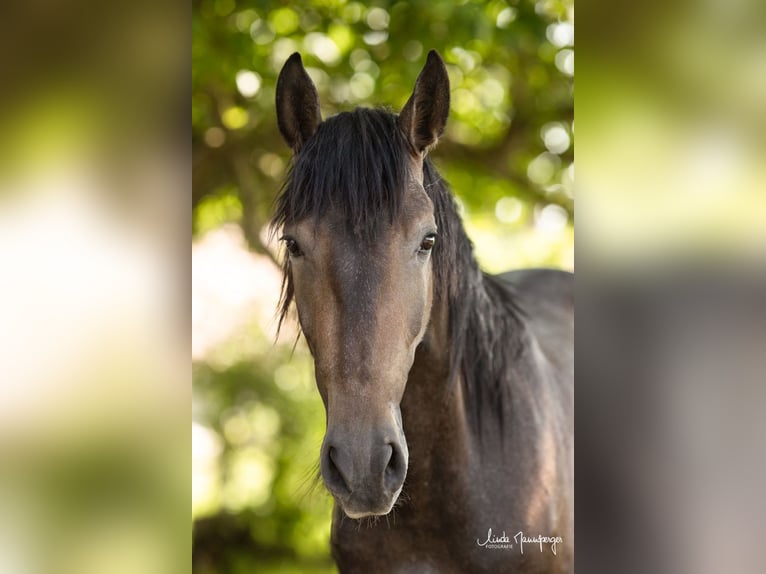 PRE Mix Gelding 3 years 15,2 hh Brown Falb mold in Feuchtwangen