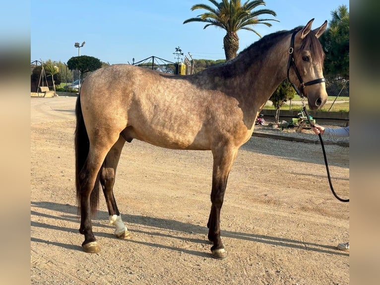 PRE Mix Gelding 3 years 15,2 hh Dun in Hamburg