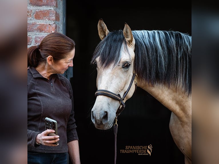 PRE Mix Gelding 3 years 15,2 hh Dun in Stipsdorf