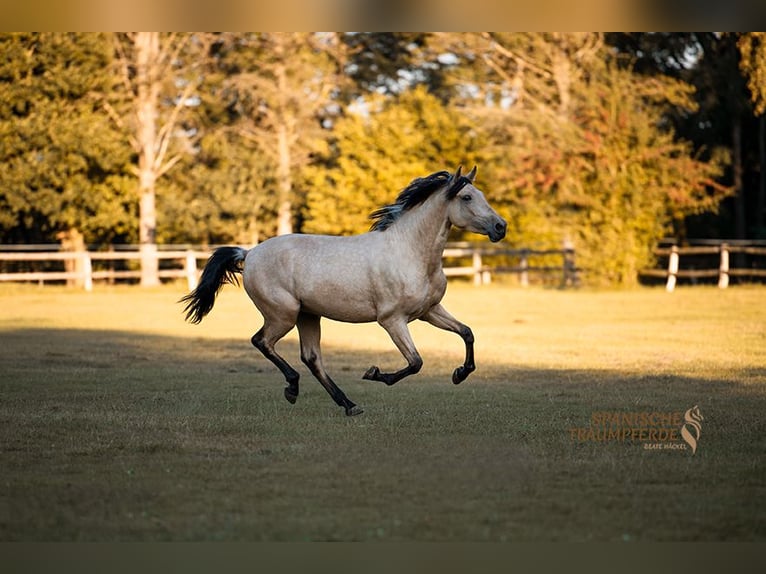 PRE Mix Gelding 3 years 15,2 hh Dun in Stipsdorf