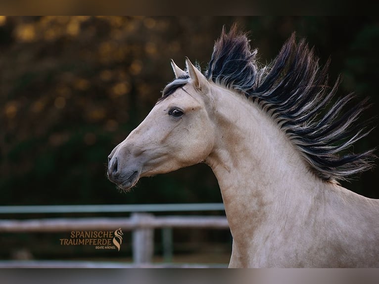 PRE Mix Gelding 3 years 15,2 hh Dun in Stipsdorf