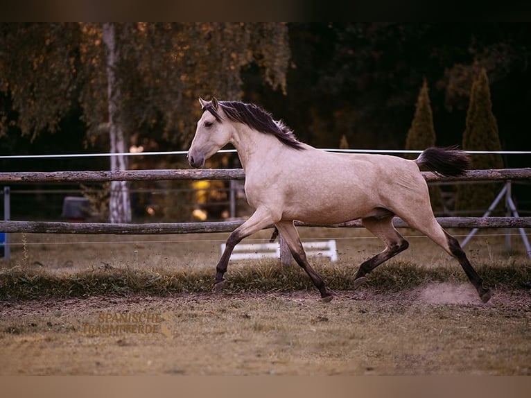 PRE Gelding 3 years 15,2 hh Dun in Traventhal