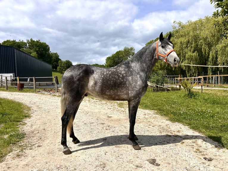 PRE Mix Gelding 3 years 15,2 hh Gray-Dapple in Monestier