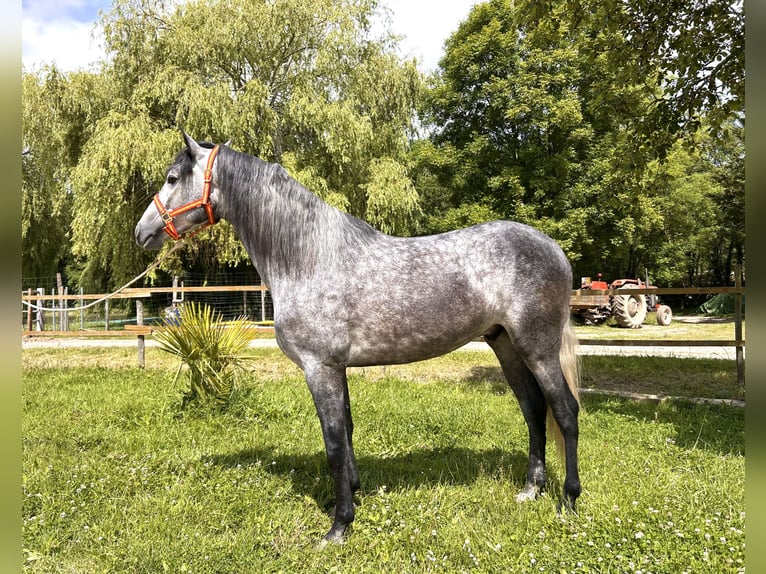 PRE Mix Gelding 3 years 15,2 hh Gray-Dapple in Monestier