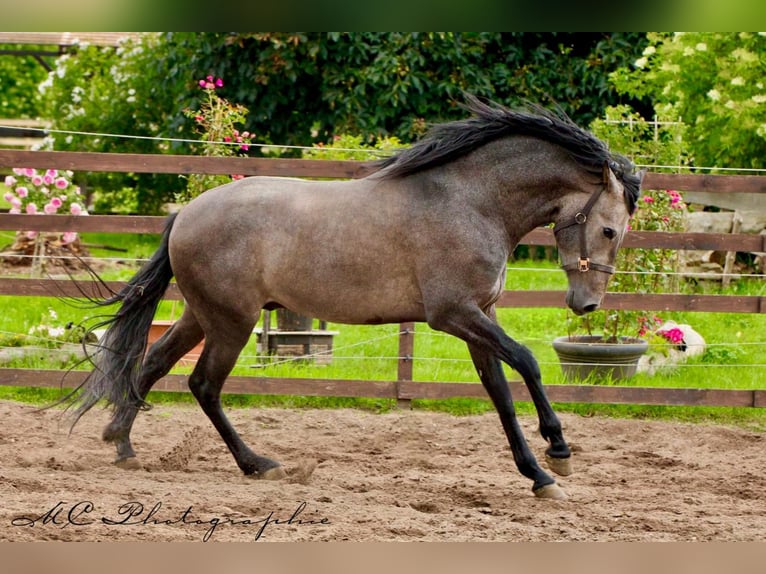 PRE Gelding 3 years 15,2 hh Gray in Brandis