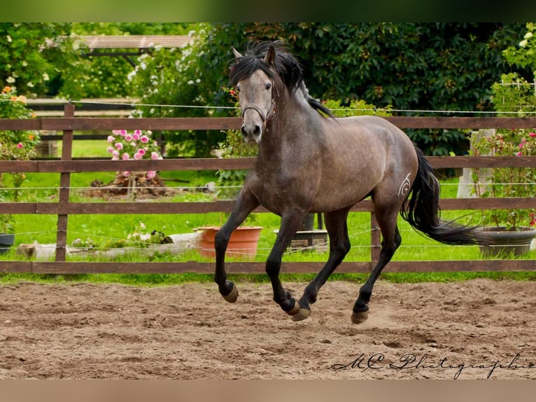 PRE Gelding 3 years 15,2 hh Gray in Brandis