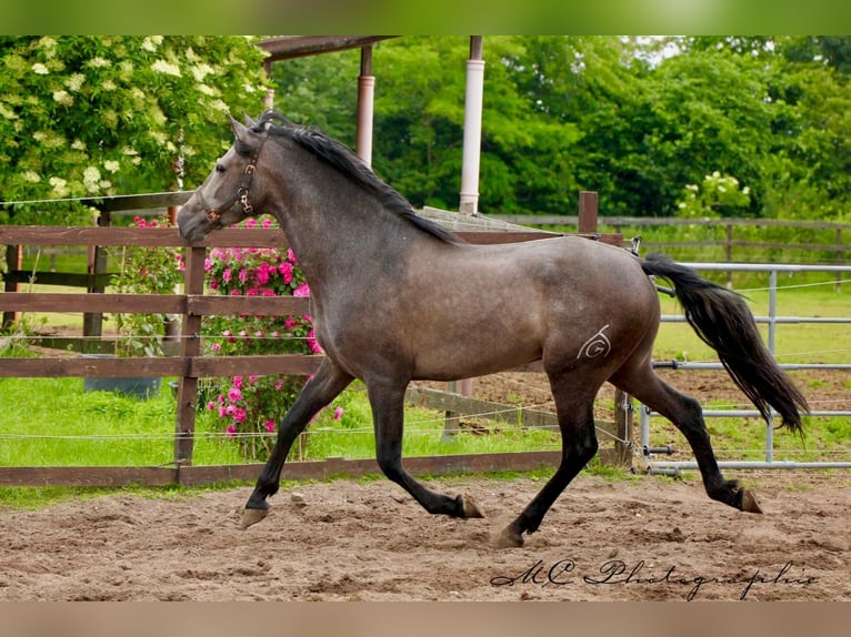 PRE Gelding 3 years 15,2 hh Gray in Brandis